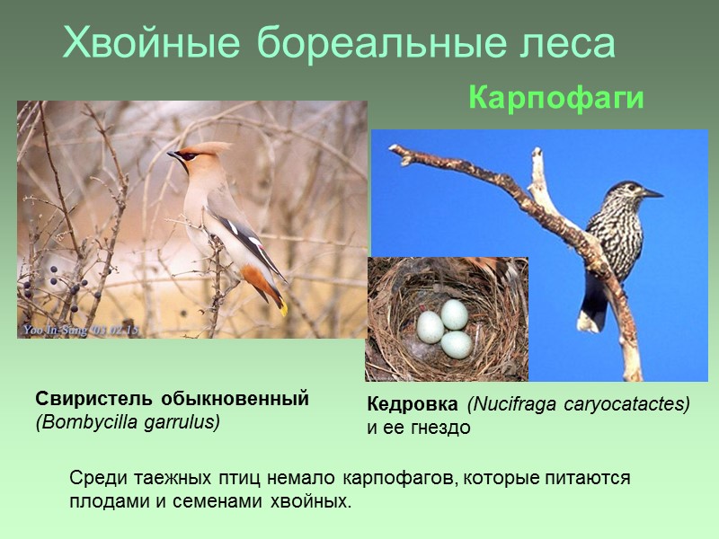 Хвойные бореальные леса Среди таежных птиц немало карпофагов, которые питаются плодами и семенами хвойных.
